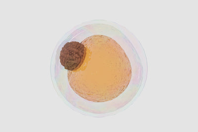 Understanding Fat Healing Post-BBL: The Science Behind Avoiding Pressure