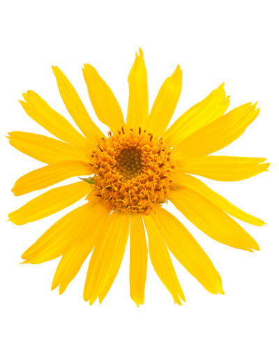 The Dark Side of Arnica: A Post-Surgery Savior or Potential Poison?